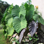 Set 2 Black Stems Alocasia Live Plants for Planting, 5 to 7 Inc Tall, Indoor Houseplant Alocasia Plant Live, No Pot, Alocasia Colocasia Taro Plants for House Plants