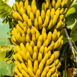 Banana Plant Live, Dwarf Cavendish Banana Tree Live Plant, Hardy Banana Fruit Seedling 4 to 8 Inch Tall, Indoor Outdoor