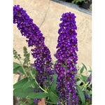 Black Deep Purple Buddleia Butterfly Bush Plant Live, 5-9" in Tall, No Pot, Perennial Bushes Ready to Plant in Spring Outdoor Gardening, Dormant in Winter
