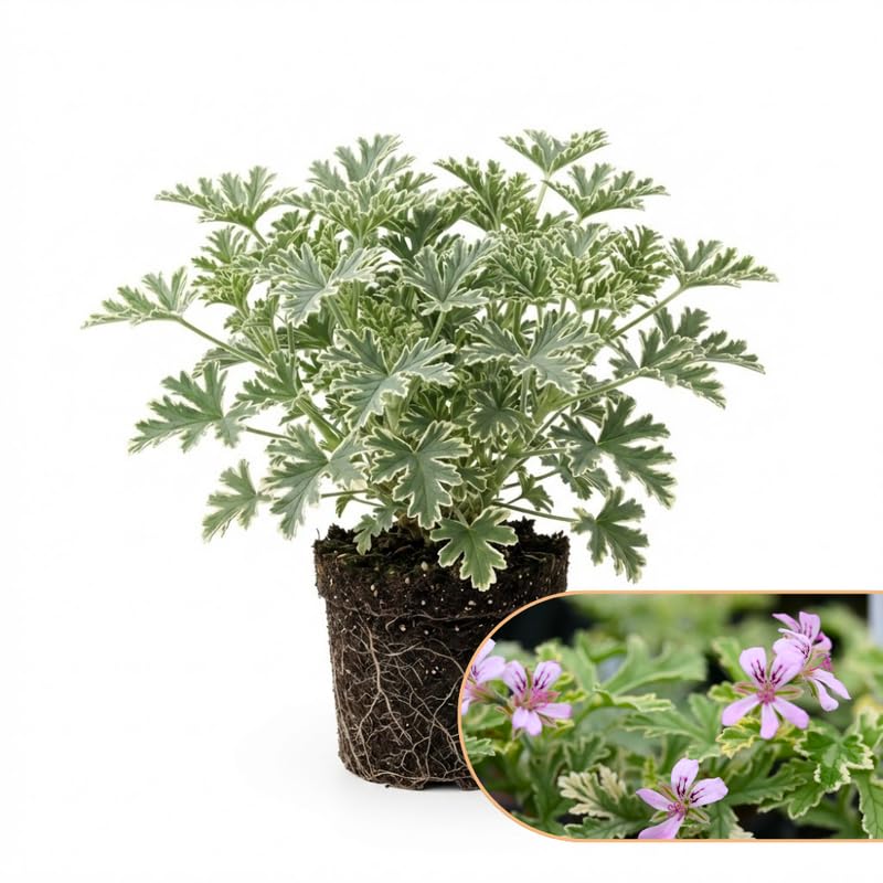 2 Variegated Scented Geranium Plants Live 4–7 Inches Tall, Fragrant Flowering Geranium Herb Plant, Indoor Outdoor Container Plant for Garden