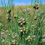Set 200 Egyptian Walking Onion Seeds, Walking Onion Seeds for Planting, Perennial Hardy Onions Seed for Indoor Outdoor Growing