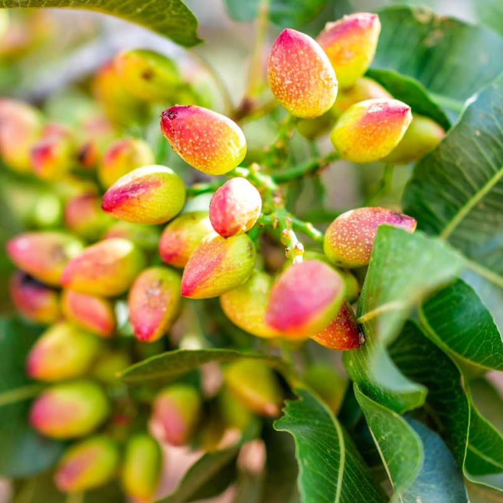 Set 2 Pistache Tree Seedlings Live, Bareroots Dormant 1-2 Feet Tall Pistachio Tree Starter Plants, Hardy Ornamental Shade Trees for Outdoor Planting