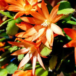Easter Cactus Live Plant, 4-9” Tall, Rooted Holiday Cactus Succulent Plant for Indoor or Outdoor Growing, Easy Care Flowering Houseplant (Orange Easter Cactus)