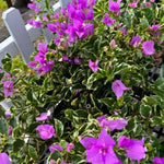 3 Bougainvillea Vine Plants, Bougainvillea Plants Live for Outdoor Landscaping and Containers, 4-7 Inch Tall Well-Rooted, No Pot (Blueberry Ice Bougainvillea)
