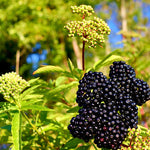 Elderberry Bushes Live Plant in Quart Pot, Black Elderberry Tree, Hardy Beries Shrub for Outdoor Garden 8-12 Inches