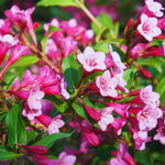 Weigela Live Plant, Pink Weigela Starter Plant in 4 Inch Potted, Live Weigela Plant, Weigela Plant Live for Growing Indoor Outdoor