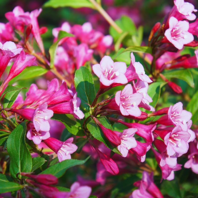 Pink Weigela Plant Pot, Live Weigela Plant, 4 Inches Pot, Weigela Live Plant, Weigela Plant Live, Weigela Starter Plant for Gardening Outdoor Indoor