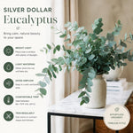 Eucalyptus Plant Live, Silver Eucalyptus Plant, 5-7 Inc Tall, Fragrant Foliage, Cold Hardy Tree for Indoor Outdoor Garden Growing