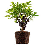 Jaboticaba Plant Live 1 Ft Tall, Black Jabuticaba Fruit Tree for Garden, Patio Containers and Indoor Growing