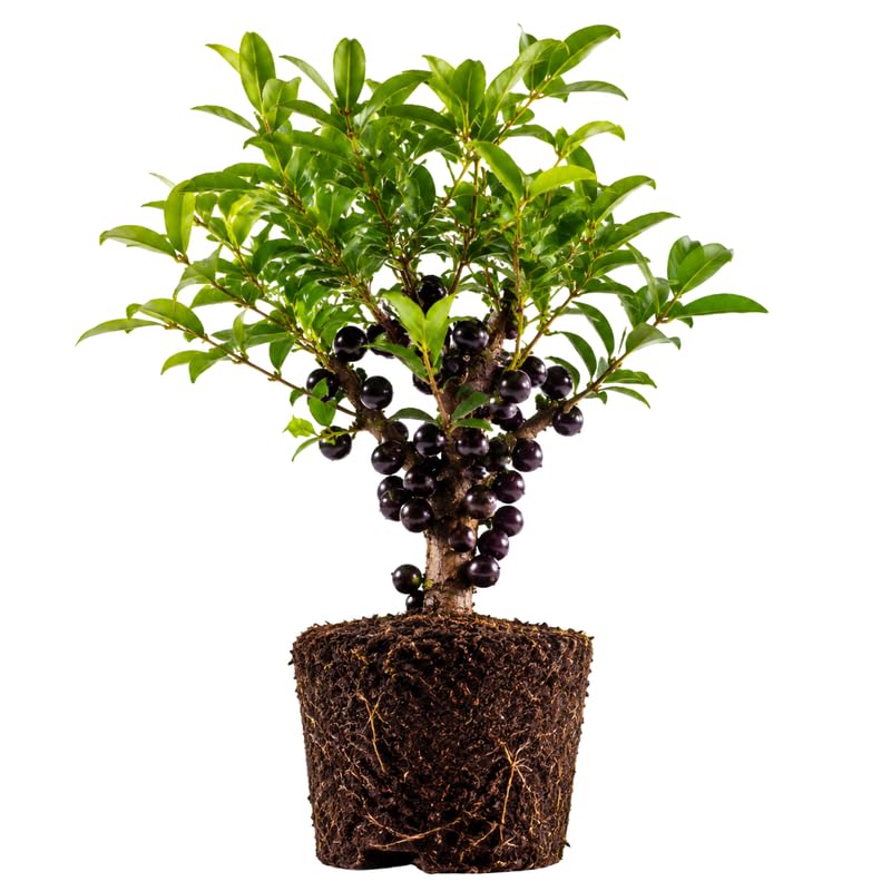 Jaboticaba Plant Live 1 Ft Tall, Black Jabuticaba Fruit Tree for Garden, Patio Containers and Indoor Growing