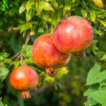 Pomegranate Tree Live Plant in 4 Inch Pot, 7 to 10 Inch Tall Live Pomegranate Tree, Sweet Fruits