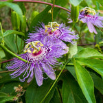 Pack 2 Passion Flower Plants, Light Purple Passiflora Vine Flowering Plant 4-7 Inch Tall, Indoor Outdoor Planting