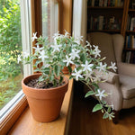 Climbing Star Jasmine Plant Live 4-7 Inches Tall, Fragrant Flowering Vine for Garden, Patio Containers and Indoor Growing