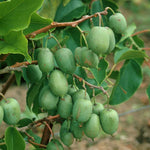 3 Cold Hardy Kiwi Plants Live, 4-6 Inches Tall, Hardy Kiwi Vine Starter Plants for Outdoor Growing