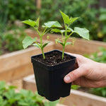 Set 2 Green Cucumber Plants Live, 4-7'' Tall, Vine Vegetable Plant Starter