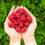 Cold Hardy Raspberry Plants Live for Planting, 6-8 Months Old Raspberry Bushes Live Plant, 5-9" Ready to Plant, Dormant in Winter, Caroline Variety