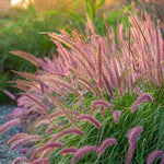 2 Fountain Grass Plants Live, 5-9 Inch Tall Ornamental Grass Live Plants for Landscaping and Garden Borders (Mixed Fountain Grass)