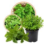 Set of 2 Strawberry Mint Plants Live 4-6 Inches, Perennial Mint Plants, Fragrant Herbs for Growing Outdoor Indoor