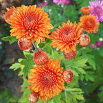2 Orange Chrysanthemum Plants Live, Mums Plants Live, Chrysanthemum Flowers Perennials for Zone 6