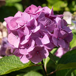 Hydrangea Plant Live Tree, Pink to Blue Purple Color Bloom, 5-10" Well-Rooted Hydrangea Shrub Bush for House Planting Outdoor, Dormant