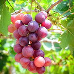 3 Climbing Red Grape Vine Trees Live Plants for Trellis, Cold Hardy Vine Sweet Grape 5-9" Tall, Wrapped in Soil