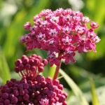 2 Pink Milkweed Plants Live, 5-8 Inch Tall, Butterfly Milkweed Asclepias Tuberosa Plant for Perennial Flower