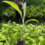 Ice Cream Banana Plant Tree Live, Cold Hardy 4-7" in Tall, No Pot, Outdoor Spring Planting, Rare and Sweet Banana Plants