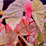 2 Live Begonia Angel Wing Maculata Set, Size 5-9 Inch Tall, Pink Spot Polka Dot Begonia Plants, Indoor Outdoor Decorative Houseplants