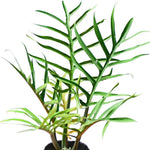 Philodendron Live Plant, Rare Variegated Houseplant 5-8 Inch Tall, Indoor Live Plant for Home or Office Decor, No Pot (Green Philodendron Plant)
