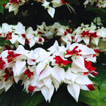 Pack 4 Clerodendrum Bleeding Heart Plants Live, 5-10 Inch Tall, Clerodendrum Bleeding Heart Vine, Bell Shaped Flowers (Mixed Bleeding Heart)