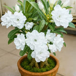 Pack 2 Desert Rose Plants Live, Hardy Adenium Obesum Succulent, Vibrant Blooms for Indoor and Outdoor 4-7 Inch (White)