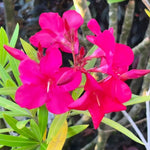 2 Live Oleander Plants, Pink Oleander Plants from 4 to 7 Inches Long