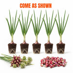 5 Egyptian Walking Onions Plants, Egyptian Onions Plant for Planting