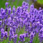 Pack 4 Provence Live Lavender Plants for Outside, Blue Purple Lavender Plants No Pot, 5-7" Tall Gardening Indoor Outdoor Spring Planting