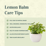 3 Lemon Balm Plants Live 4-7'' Tall, Lemon-Scented Herb for Growing Outdoor, Easy Care, Zones 4–9