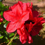 Red Azalea Live Plant, Rhododendron Flowering Shrub for Outdoor Planting, 10 Inches Tall, Hardy Azalea Bush for Landscape and Garden
