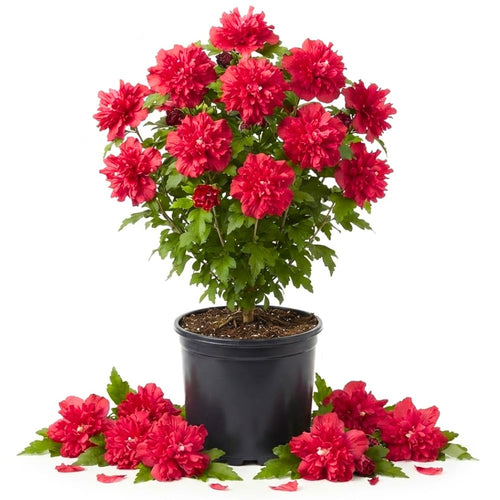 Red Live Rose of Sharon Plant, Flowering Shrub, 6-13 Inch Tall