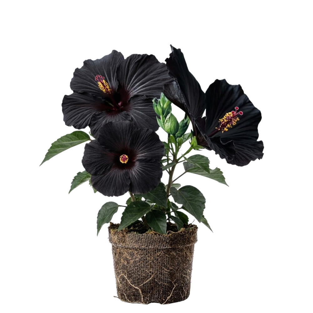 Black Hibiscus Plant for Outdoor Planting, Hardy Hibiscus Flowers Colorful Blooms, Hibiscus Plant for Grow