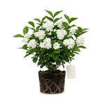 Maid of Orleans Jasmine Live Plant – Highly Fragrant White Flower Vine, Fragrant Indoor & Outdoor 4-6” Tall Decorative Plant