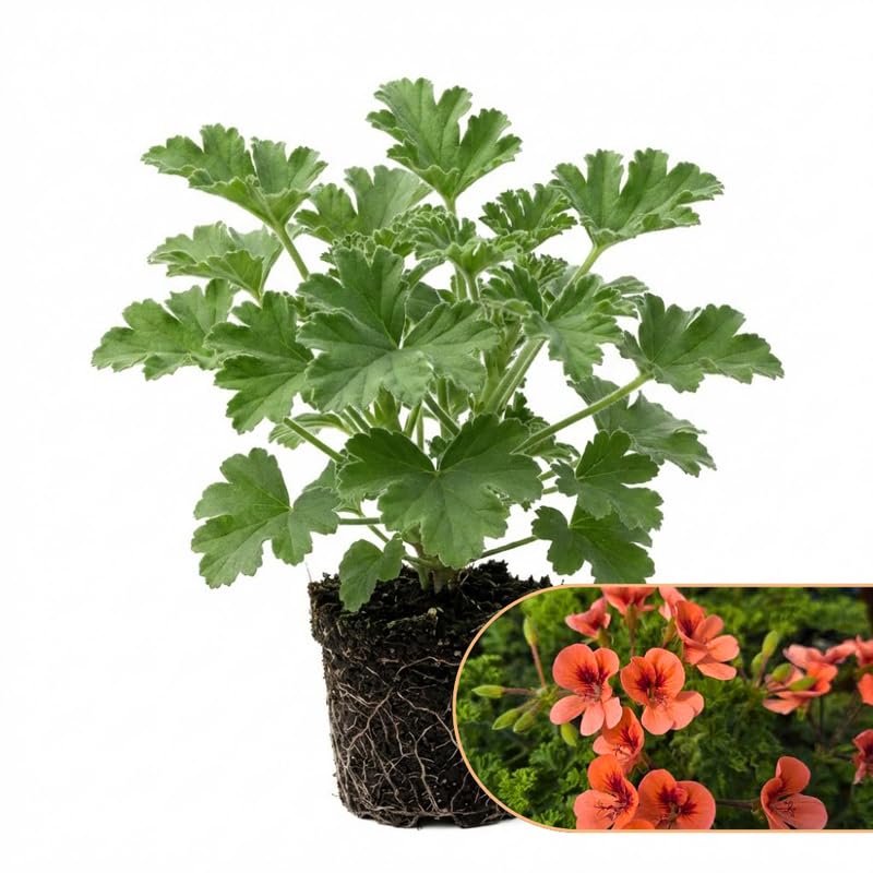 2 Red Scented Geranium Plants Live 4–7 Inches Tall, Fragrant Flowering Geranium Herb Plant, Indoor Outdoor Container Plant for Garden