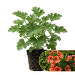 2 Scented Geranium Plants Live 4–7 Inches Tall, Fragrant Flowering Geranium Herb Plant, Indoor Outdoor Container Plant for Garden