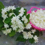 Jasmine Flower Plants Live, Jasmine Plants Indoor Live, 5 to 8 Inc Tall, Jasmine Live Plants Growing Perennial All Year