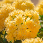 Climbing Roses Live Plant, Yellow Rose Climbing Bushes for Planting, No Pot, Cut Back, Well Rooted, No Leaf for Planting