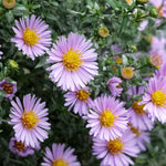 Pink Aster Plants Live for Planting, 3 to 6 Inch Asters Perennial Live Plants, No Pot