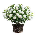 Duke Jasmine Live Plant – Climbing White Flower Vine, Fragrant Indoor & Outdoor 4-6” Tall Decorative Plant