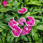 Set 6 Mixed Dwarf Dianthus Perennial Plants Live, Dianthus Live Plants for Outside Planting, Pink White Red Dianthus Color, Dianthus Flower Plant Live, Zones 3 to 9