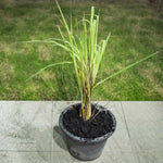 5 Live Lemongrass Plants, Lemon Grass Rooted Stalks, Fragrant Herb for Indoor and Outdoor Gardening, 4-7 Inches