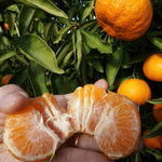 Golden Late-Season Mandarin Tree Live Plant Grafted 2-3 Feet, Fast-Growing and Bear Fruit for Citrus Garden Outdoor Planting Zones 9-11