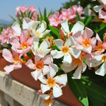 Pack of 2 Mix Oleander Plant Live, Multicolor Oleander Live Plant, 5 to 7 Inches Tall, Flowering Ornamental Shrub, Easy Care Outdoor Plant