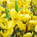 2 Lynwood Forsythia Plants Live in 4'' Pot, Lynwood Gold Forsythia Flowering Shrubs 6-10 Inch, Hardy, Winter Dormant, Outdoor Growing
